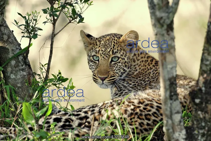 : Leopard resting beneath tree, Maasai Mara : Leopard resting beneath tree, Maasai Mara
