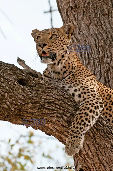 : Leopard - resting on branch : Leopard - resting on branch