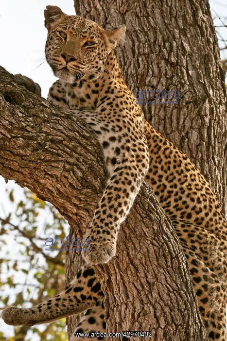 : Leopard - resting on branch : Leopard - resting on branch
