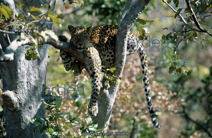 : LEOPARD - resting in tree : LEOPARD - resting in tree
