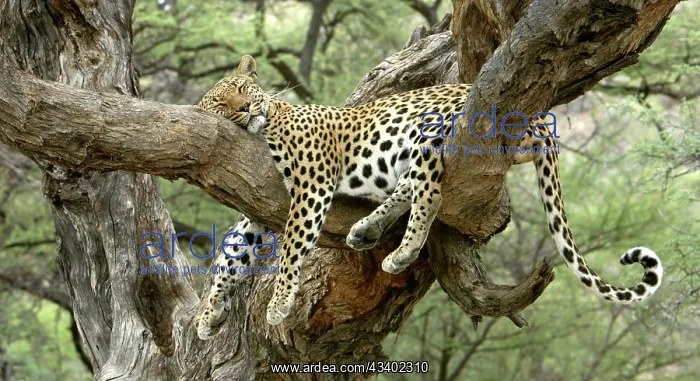: Leopard - resting in tree : Leopard - resting in tree