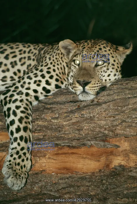 : LEOPARD - resting in tree at night : LEOPARD - resting in tree at night