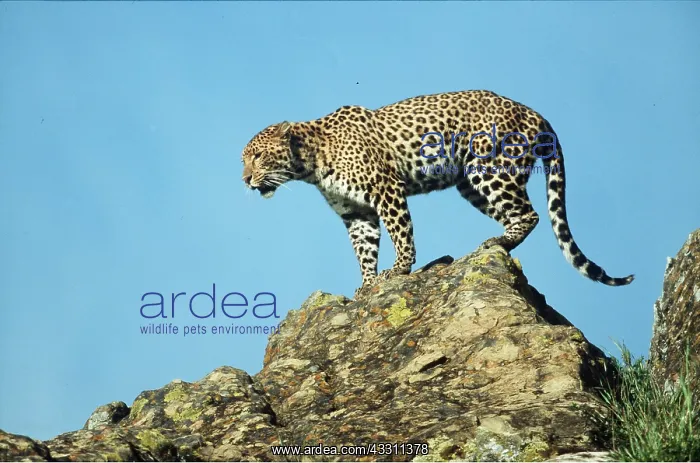 : LEOPARD - on rock : LEOPARD - on rock