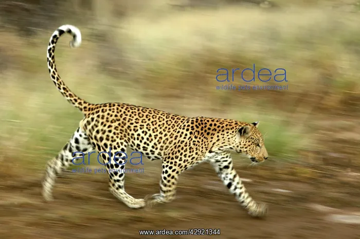 : Leopard - running : Leopard - running