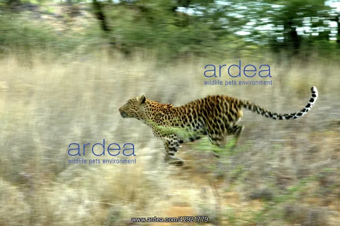 : Leopard - running : Leopard - running