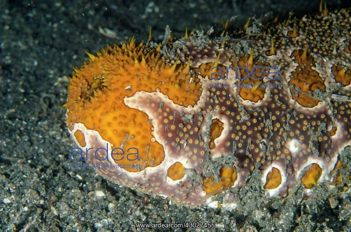 : Leopard Sea Cucumber : Leopard Sea Cucumber