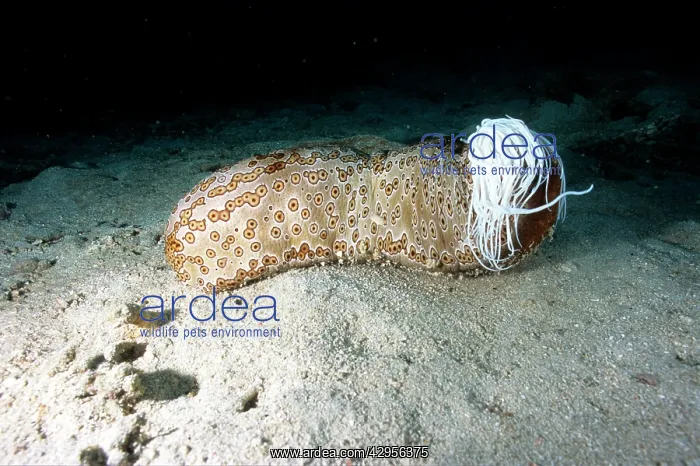 : Leopard sea cucumber - having released sticky white : Leopard sea cucumber - having released sticky white