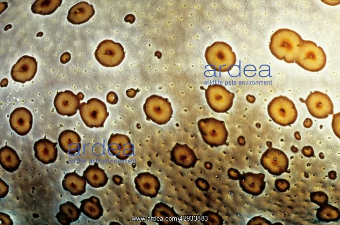  : Leopard sea cucumber, skin, showing why it was named