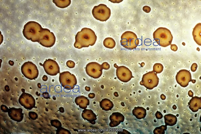 : Leopard sea cucumber, skin, showing why it was named : Leopard sea cucumber, skin, showing why it was named