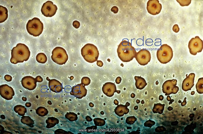 : Leopard sea cucumber skin, showing why it was named : Leopard sea cucumber skin, showing why it was named