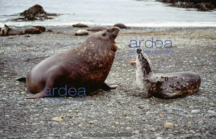 : Leopard Sea (on right) - & Southern Elephant Seal : Leopard Sea (on right) - & Southern Elephant Seal