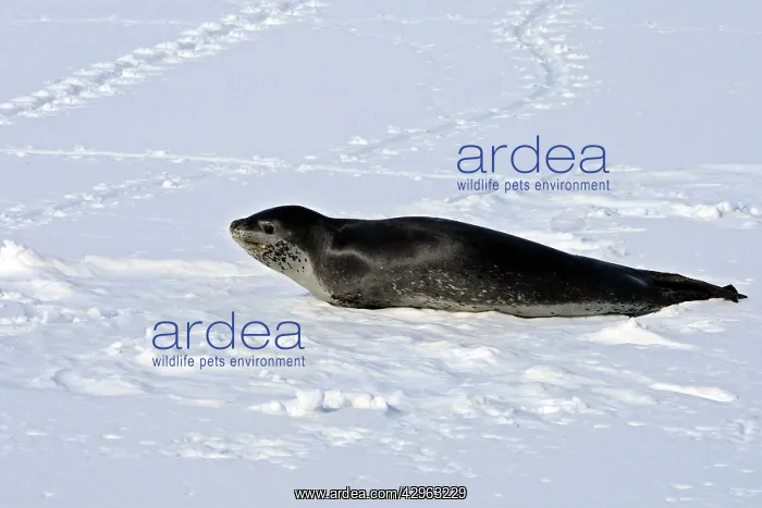 : Leopard Seal : Leopard Seal