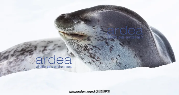  : Leopard seal, Antarctica