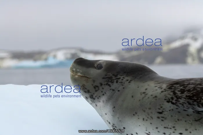 : Leopard Seal (Hydruga leptonyx) on ice : Leopard Seal (Hydruga leptonyx) on ice