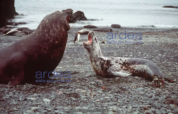 : Leopard SEAL (on right), facing up to Southern : Leopard SEAL (on right), facing up to Southern