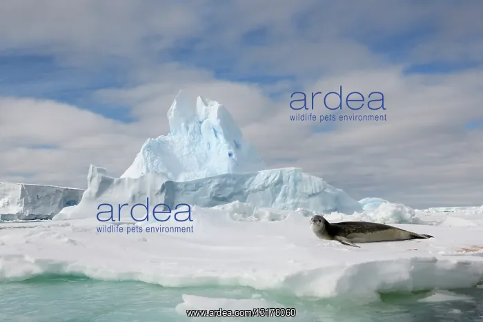 : Leopard Seal resting on floe ice at Antarctica : Leopard Seal resting on floe ice at Antarctica