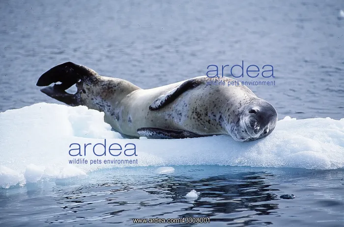 : Leopard SEAL - resting on ice flow : Leopard SEAL - resting on ice flow