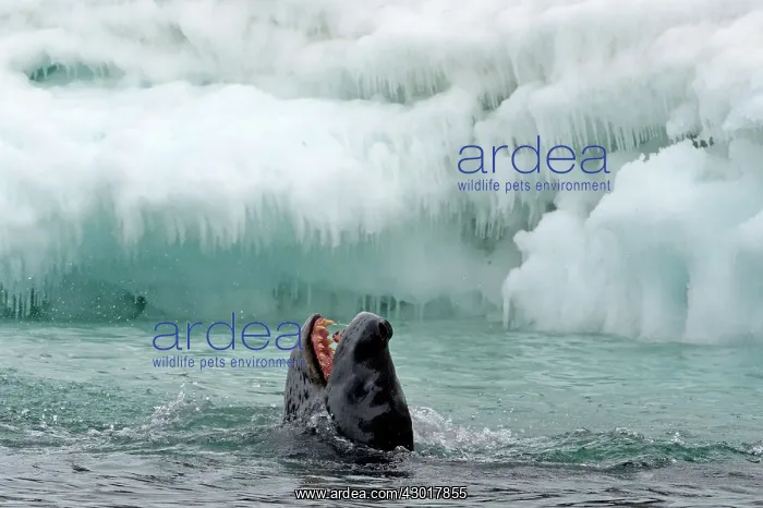 : Leopard Seal in water with mouth wide open : Leopard Seal in water with mouth wide open