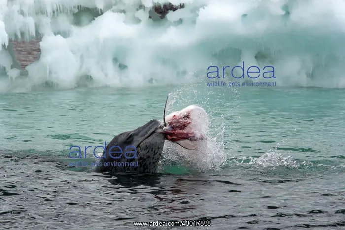  : Leopard Seal in water with prey