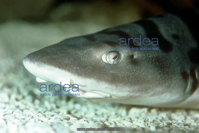 : Leopard Shark : Leopard Shark