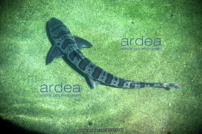 : LEOPARD SHARK : LEOPARD SHARK