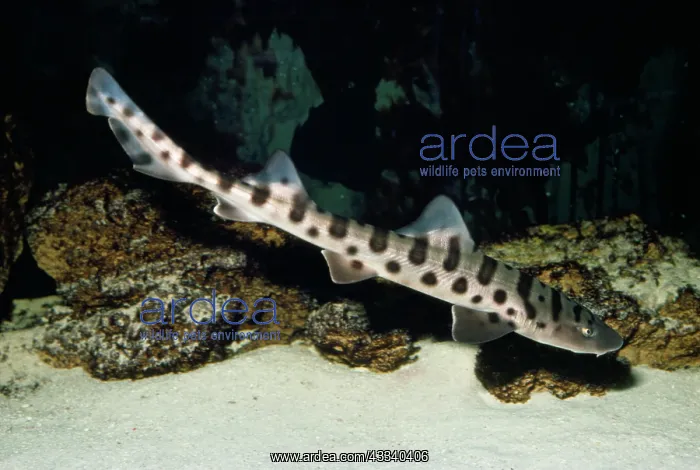  : LEOPARD SHARK