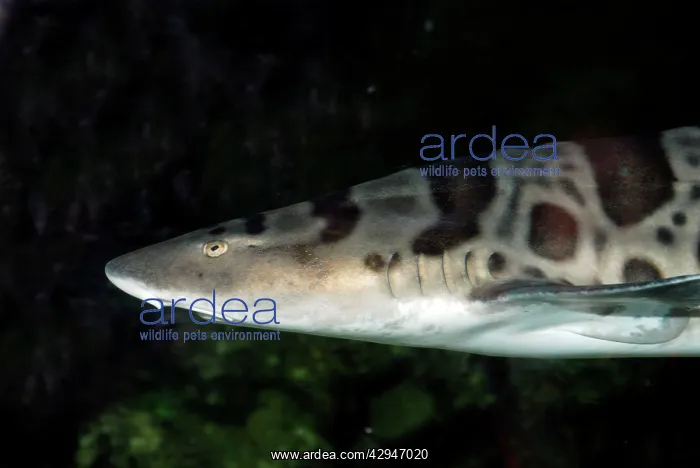 : Leopard Shark - on or near the bottom in coastal : Leopard Shark - on or near the bottom in coastal