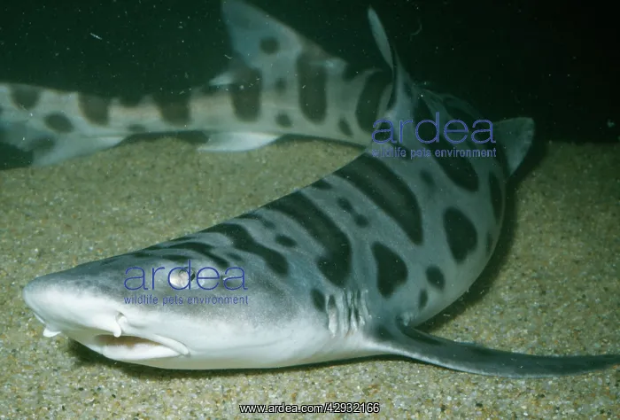 : LEOPARD SHARK - resting on seabed : LEOPARD SHARK - resting on seabed