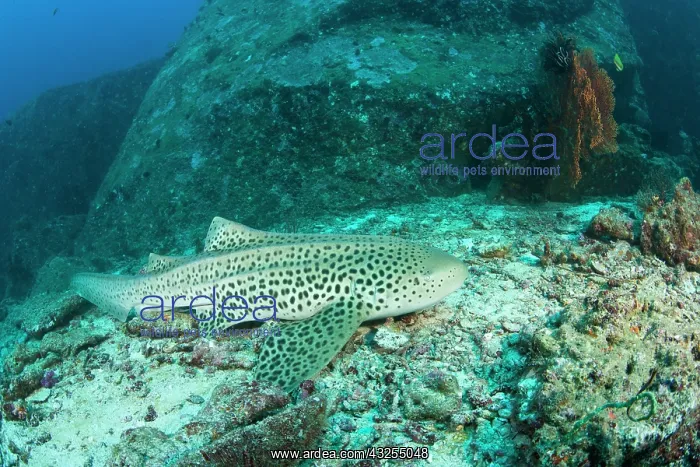 : Leopard Shark (Stgostoma fasciatum), Scuba : Leopard Shark (Stgostoma fasciatum), Scuba
