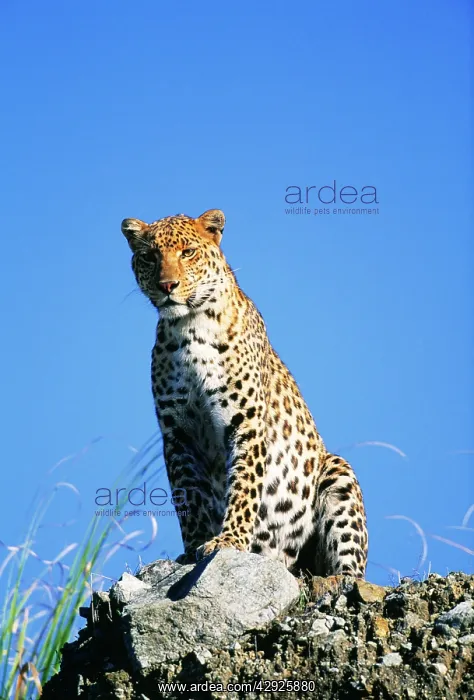 : LEOPARD - sits on rock, blue sky behind : LEOPARD - sits on rock, blue sky behind