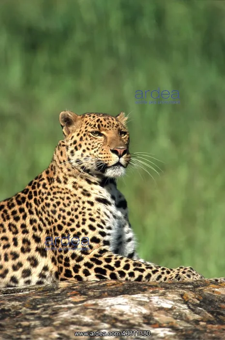 : LEOPARD - sits upright on rock : LEOPARD - sits upright on rock