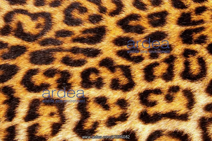 : Leopard skin (Panthera Pardus) : Leopard skin (Panthera Pardus)