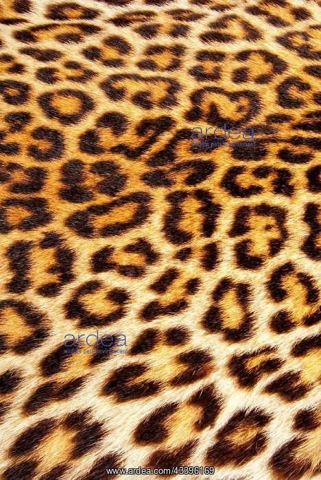 : Leopard skin (Panthera Pardus) : Leopard skin (Panthera Pardus)