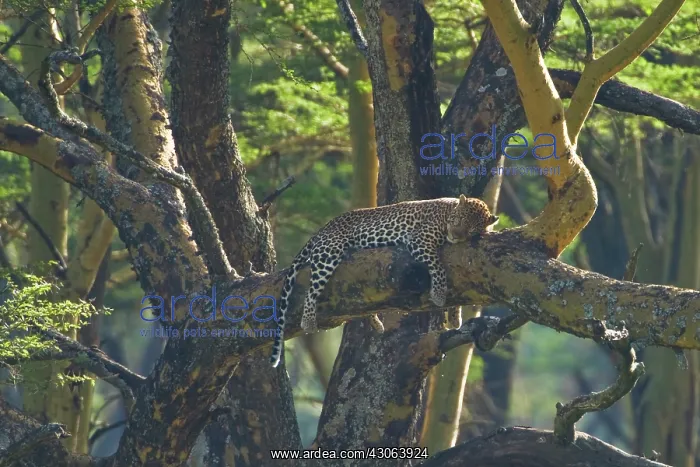  : Leopard sleeping in an Acacia known as Fever