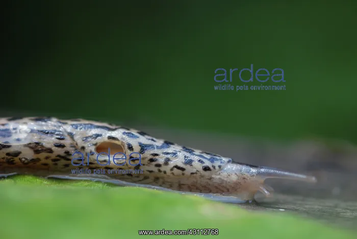 : Leopard Slug : Leopard Slug