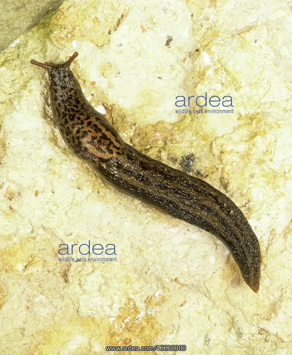 : Leopard slug : Leopard slug