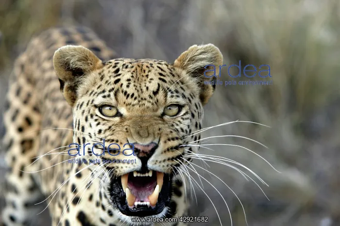 : Leopard - snarling : Leopard - snarling