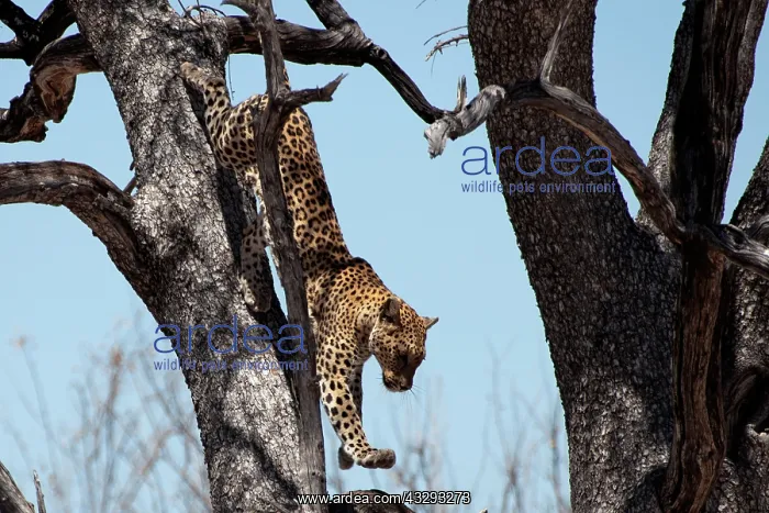 : The leopard is a solitary animal and is mainly nocturnal in : The leopard is a solitary animal and is mainly nocturnal in