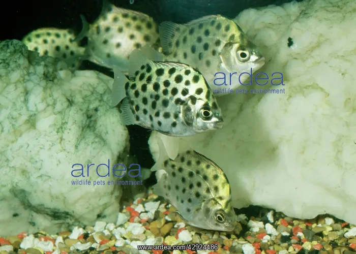 : Leopard / Spotted / Green Scat or Argus Fish - : Leopard / Spotted / Green Scat or Argus Fish -