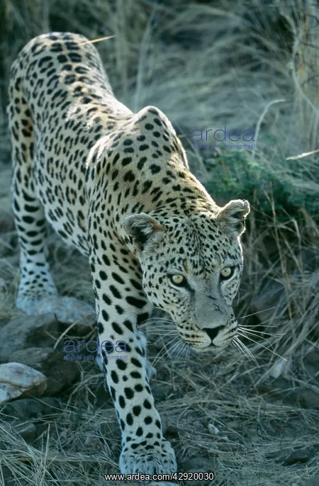 : Leopard - stalking, close-up : Leopard - stalking, close-up