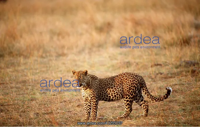  : LEOPARD STANDING