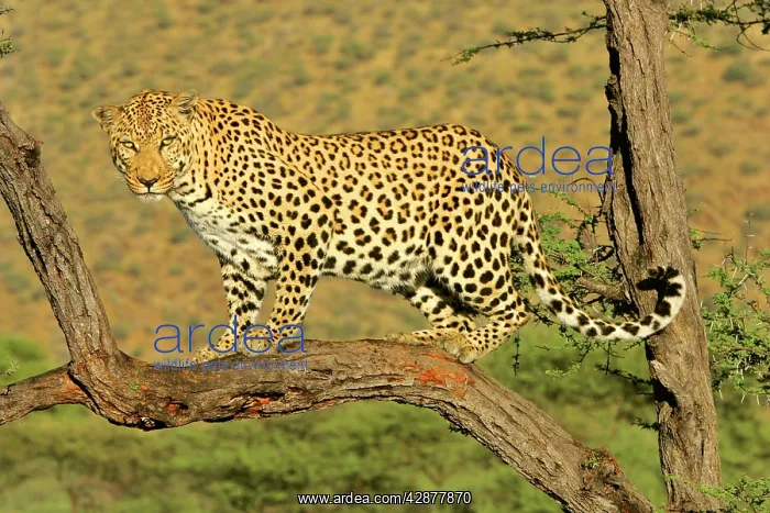 : Leopard standing on acacia branch : Leopard standing on acacia branch