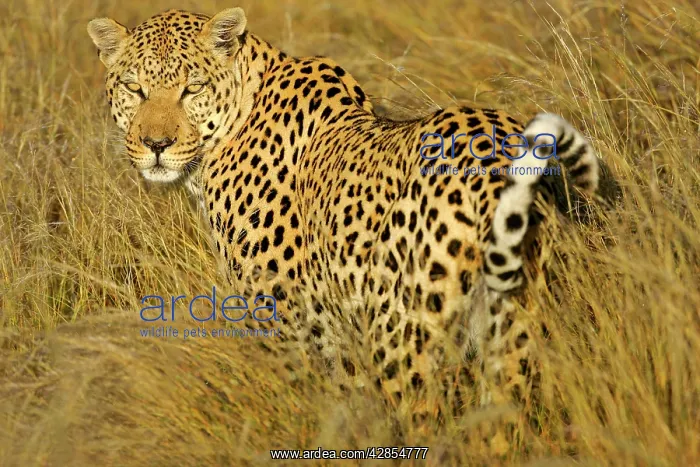 : Leopard - standing in high grass in early morning : Leopard - standing in high grass in early morning
