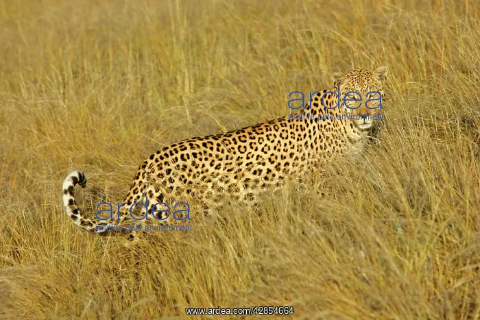 : Leopard - standing in high grass in early morning light : Leopard - standing in high grass in early morning light
