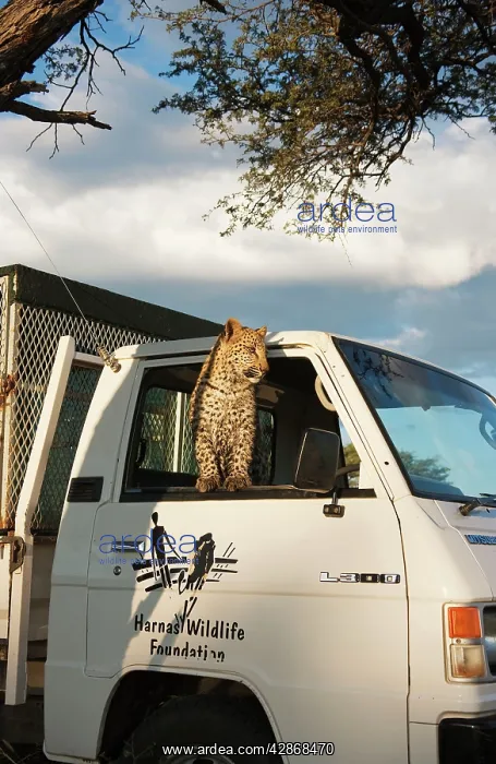 : Leopard - subadult female sitting in cab of van : Leopard - subadult female sitting in cab of van