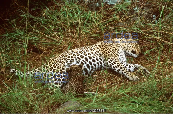  : LEOPARD - & suckling cub two month old cub feeding