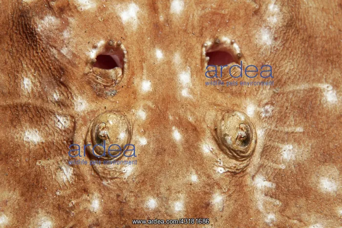 : Leopard torpedo (Torpedo panthera), eyes and gill : Leopard torpedo (Torpedo panthera), eyes and gill