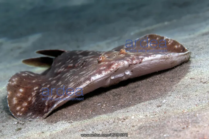 : Leopard torpedo (Torpedo panthera), on sandy ground : Leopard torpedo (Torpedo panthera), on sandy ground