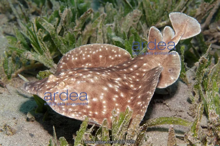 : Leopard torpedo (Torpedo panthera), swimming over : Leopard torpedo (Torpedo panthera), swimming over