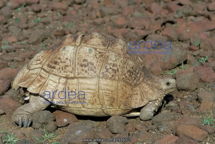 : Leopard Tortoise : Leopard Tortoise